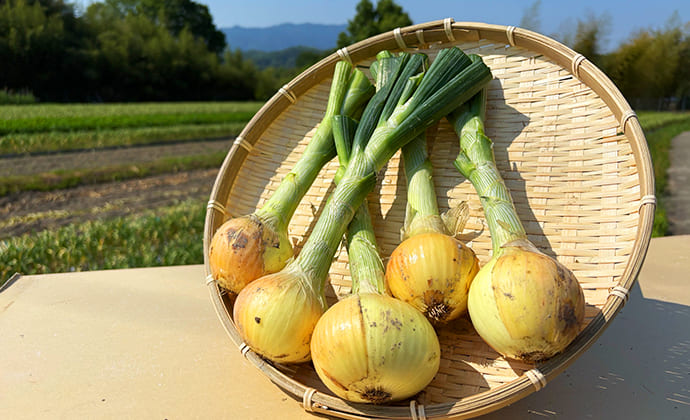 自然栽培(無農薬)の玉ねぎ